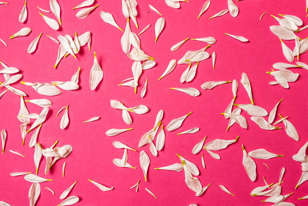 Creatief romantisch concept. Witte chrysanten bloemblaadjes op een roze pastel achtergrond - Foto, afbeelding