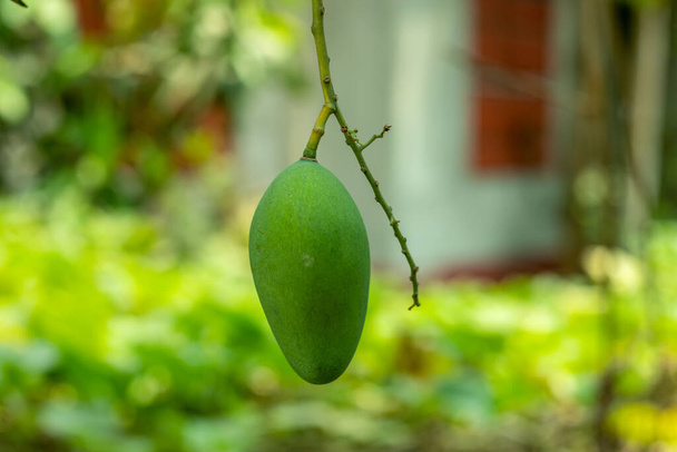Single mango hang on a small tree behind the living home - Fotoğraf, Görsel