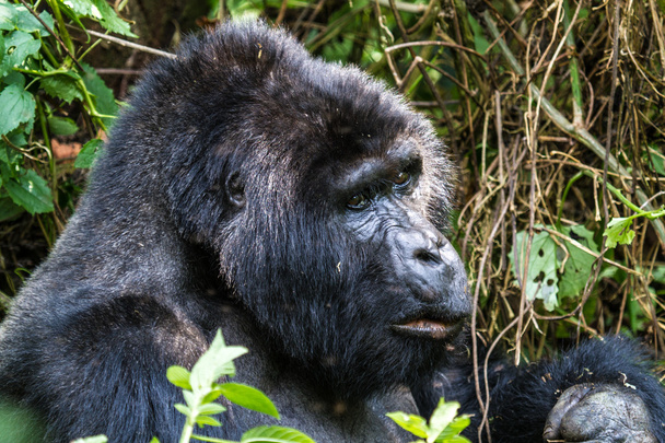 Gorilas de montaña comiendo
. - Foto, Imagen