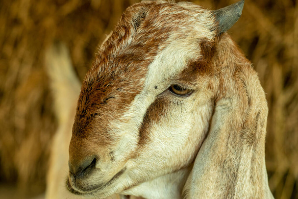 Closeup headshot of an off white, black, and dark red goat looking food and eating - Photo, Image
