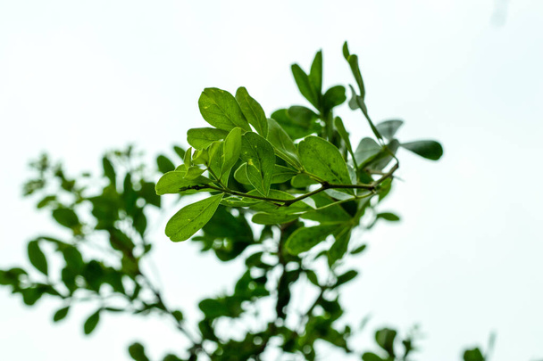 Joukko lehtiä ja vihreitä puiden oksia valkoisella pohjalla - Valokuva, kuva
