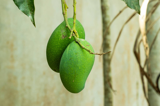Купка зеленого кислого і солодкого манго висить над 1 підходить з землі
 - Фото, зображення