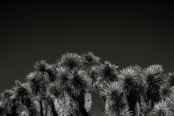 Joshua Tree Grove In Black and White with empty sky - Photo, Image