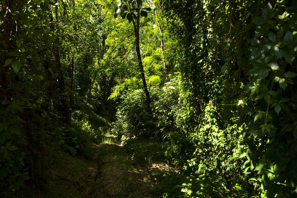 Sentier abandonné dans la campagne italienne - Photo, image