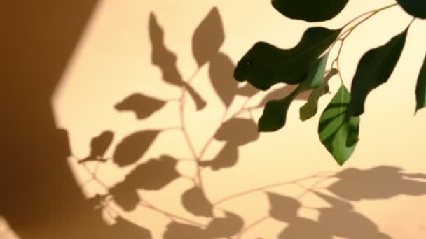 Sol de la mañana iluminando la habitación, superposiciones de fondo de sombra. Sombra transparente de las hojas. Fondo de sombra gris abstracto de hojas naturales rama de árbol que cae en la pared beige - Imágenes, Vídeo