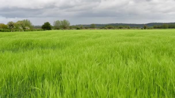 Video of a crop of barley (hordeum vulgare) blowing in the wind - Video