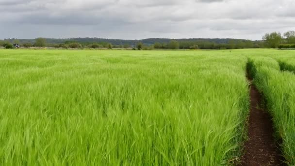 Video of a crop of barley (hordeum vulgare) blowing in the wind - Video