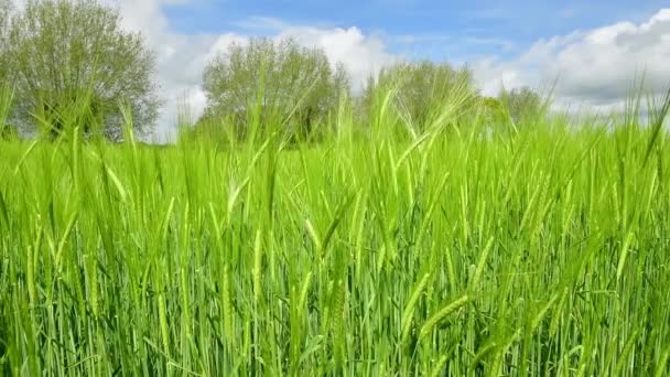 Video of a crop of barley (hordeum vulgare) blowing in the wind - Footage, Video