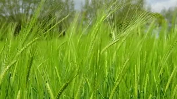 Video of a crop of barley (hordeum vulgare) blowing in the wind - Πλάνα, βίντεο