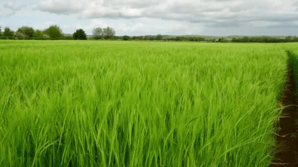 Video of a crop of barley (hordeum vulgare) blowing in the wind - Video, Çekim