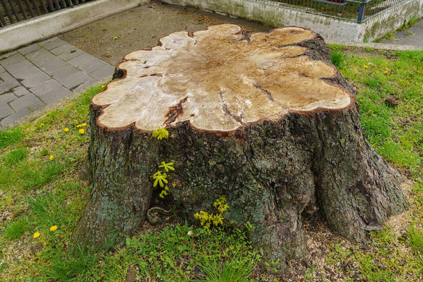 The stump of a large sawn tree with young green shoots. Close up. - Photo, Image