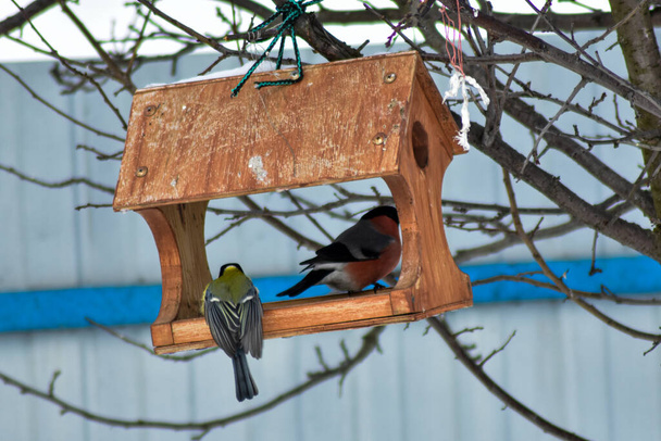 πουλιά τρώνε σπόρους στον κήπο το χειμώνα - Φωτογραφία, εικόνα