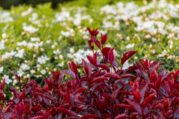 Close-up of a group of red leaves and twigs against a blurry background of green bushes with white flowers on a sunny day - Photo, Image