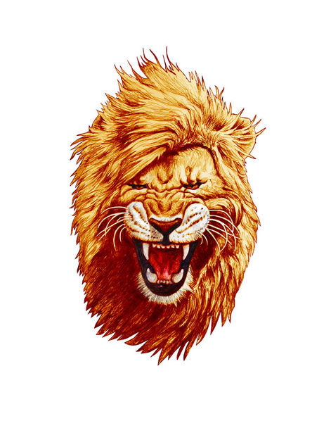 白い背景に孤立したライオンの頭の鉛筆画 - 写真・画像
