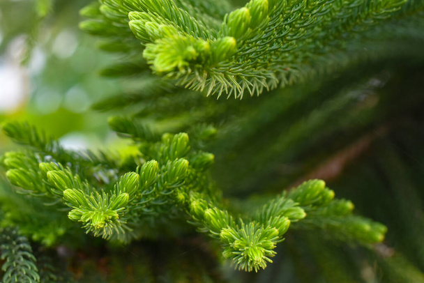 Makro widok zielonych kolczastych gałęzi drzewa futerkowego powszechnie znany jako sosna. - Zdjęcie, obraz
