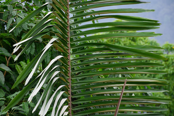 Arenga pinnata, joka tunnetaan yleisesti nimellä Sokeripalmu, isot vihreät lehdet ja valkoinen lehtien takapuolella. - Valokuva, kuva