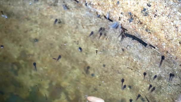 Az ebihalak a nagy üvegben úsznak a víz alatt, és néhány ebihal felúszik és lélegzik a víz felszínén. - Felvétel, videó