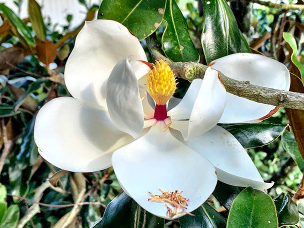 Magnolia flower in bloom with pollen on the tree - Φωτογραφία, εικόνα