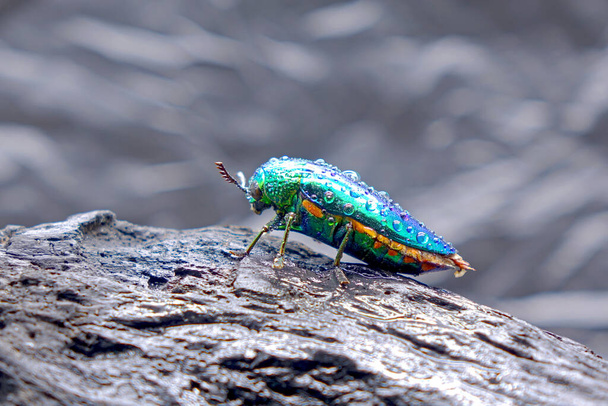 Juweel kevers of metalen houtsaaie kevers: 's Werelds mooiste insecten door hun glanzende iriserende kleuren, briljante metallic kleuren. Kevers in de natuur, Selectieve focus. Kopieerruimte - Foto, afbeelding