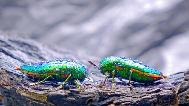 Schmuckkäfer oder metallisch-holzbohrende Käfer: Die schönsten Insekten der Welt wegen ihrer glänzend irisierenden Farben, brillant-metallischen Farben. Käfer in der Natur, selektiver Fokus. Kopierraum - Foto, Bild