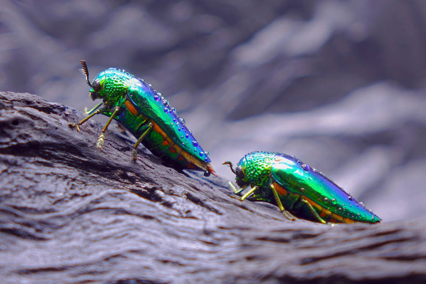Juweel kevers of metalen houtsaaie kevers: 's Werelds mooiste insecten door hun glanzende iriserende kleuren, briljante metallic kleuren. Kevers in de natuur, Selectieve focus. Kopieerruimte - Foto, afbeelding