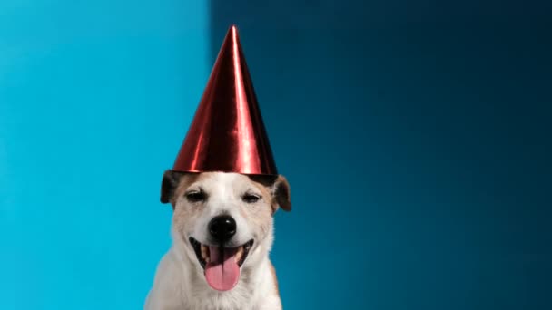 Jack Russell Terrier mit grünem Partykegel auf blauem Hintergrund - Filmmaterial, Video
