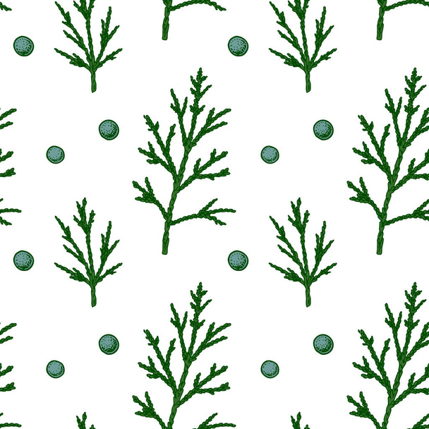 Hand drawn seamless pattern with green juniper branches with berries isolated on white background. Vector illustration in sketch style - Vector, Image