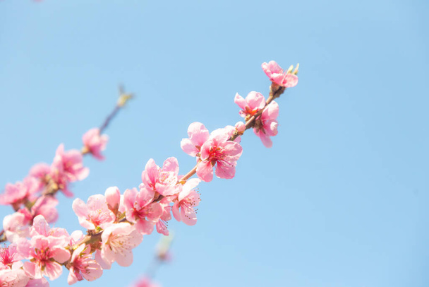 A closeup shot of a blossoming tree branch on an isolated blue background - Fotoğraf, Görsel