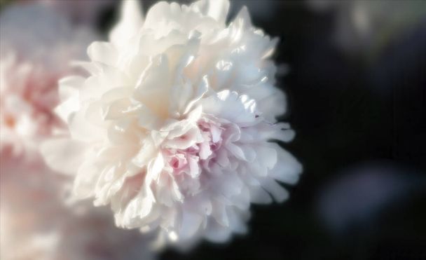 牡丹の花びらの背景。太陽の光でピンクと白の牡丹を開花させるソフトフォーカス画像。選択的フォーカス。フィールドの浅い深さ - 写真・画像