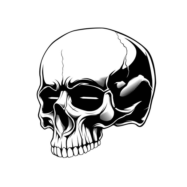 clip art anatomia cranio in beground bianco - Vettoriali, immagini