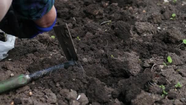 青いゴム手袋の女性の手は春に地面に若いトマトの苗を植えます。生態学の概念. - 映像、動画