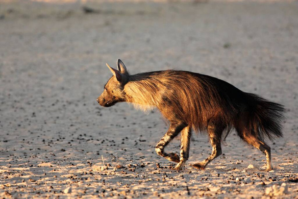 La hiena marrón (Parahyaena brunnea) que corre desde el abrevadero bajo el sol de la mañana. Arena seca alrededor. - Foto, Imagen