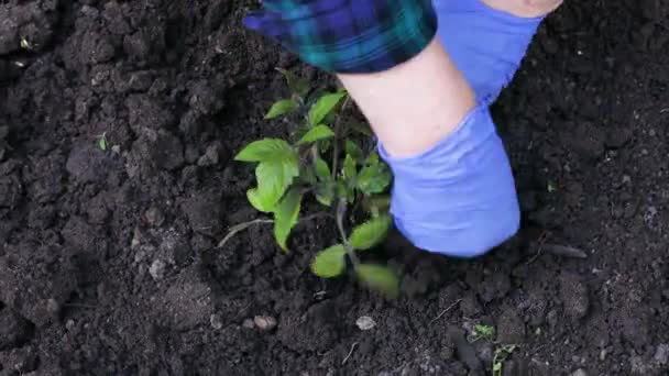 Las manos femeninas en guantes de goma azul plantan plántulas de tomate jóvenes en el suelo fértil. Cultivo de hortalizas y granos en suelo fértil para una dieta saludable - Metraje, vídeo