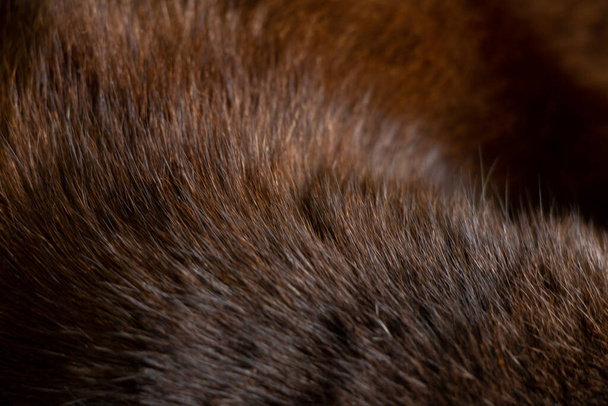 黒猫の毛皮のクローズアップ、黒猫、ウールの背景 - 写真・画像