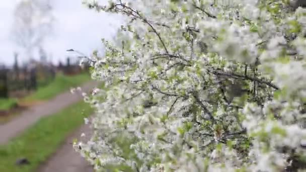 Voorjaarsbloemen op takkenbomen bloeien in de tuin. - Video