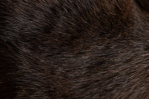pozadí černé kočičí srsti zblízka, černá kočka, vlna - Fotografie, Obrázek