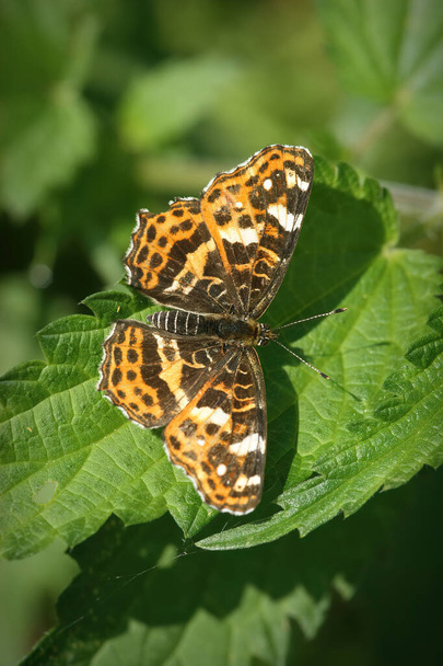 Closeup of the unusual color morph of the intermediate spring and summer generation of the map butterfly, Araschnia levana - Photo, Image