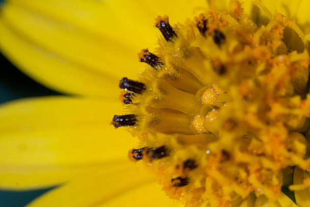 Sphagneticola calendulacea żółty kwiat na Bliskim Wschodzie bardzo blisko centrum kwiat pyłek makro fotografia. - Zdjęcie, obraz