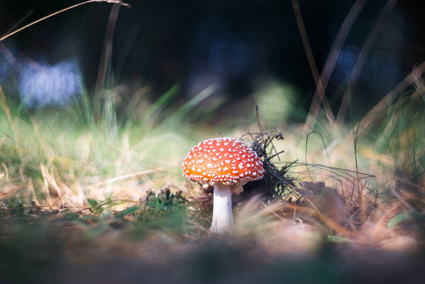 Close-up of a poisonous amanita mushroom in nature. Selective focus. Blurred background. - Photo, Image