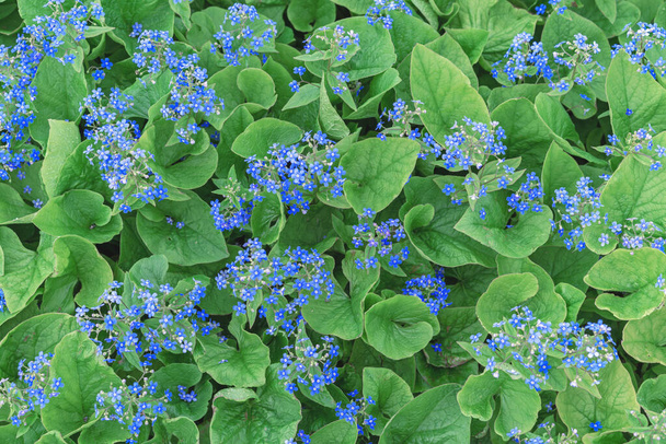 Kék felejts-el-vagy Myosotis alpestris virágok hátterében zöld lombozat. - Fotó, kép