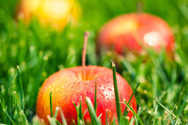 Fresh apples - Foto, Bild