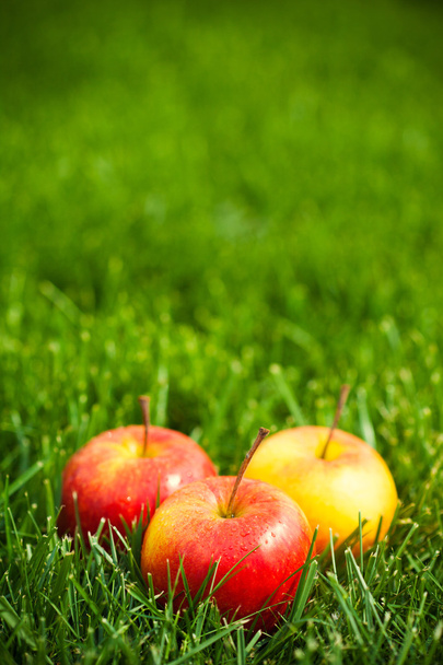 Fresh apples - Foto, immagini