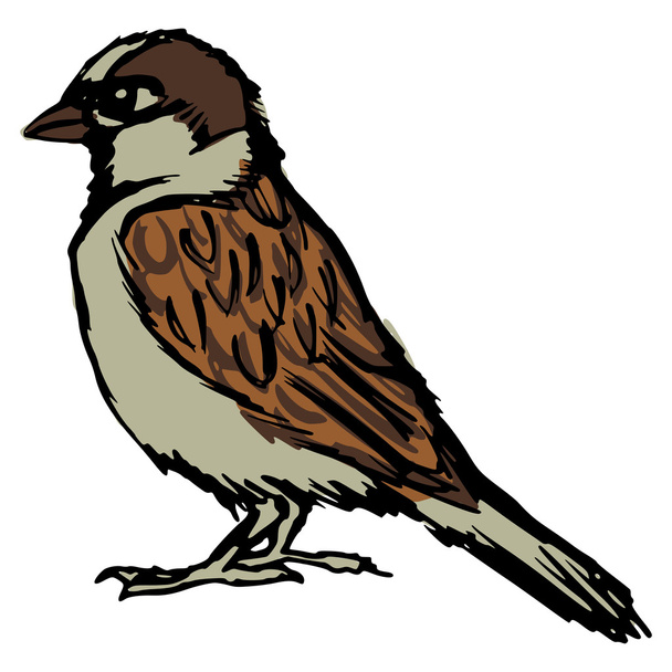 sparrow - Vector, Image