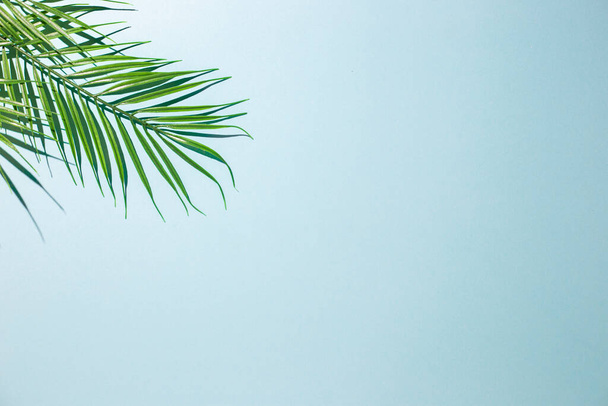 green branches of palm trees on a blue background. Top view, flat lay.  - Zdjęcie, obraz