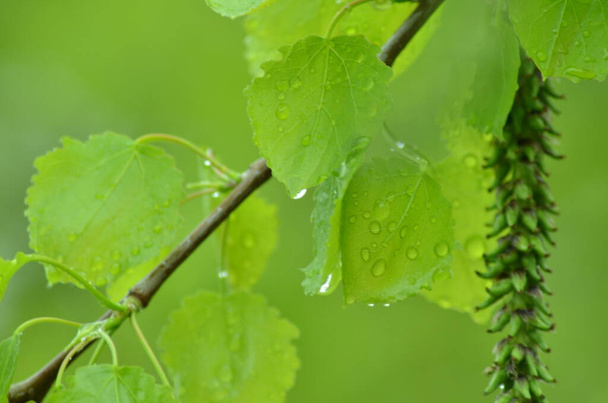 Birch leaves after rain - Photo, Image