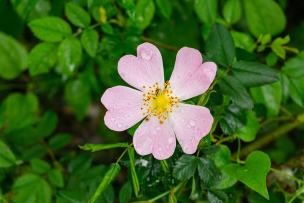 Rosa Canina vagy kutya rózsa borított csepp harmat, világos színű spontán virág sárga dugattyúk, is nevezik Alberta Rose, amerikai vadrózsa vagy bozót rózsa - Fotó, kép