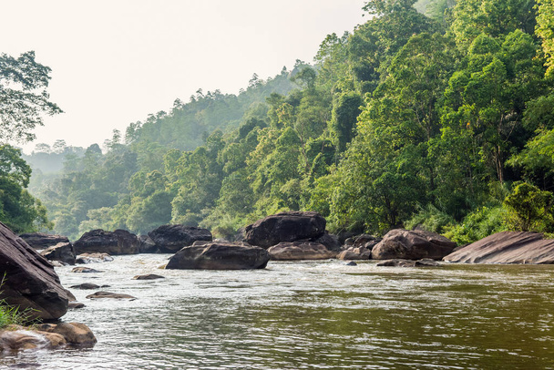 Poranny widok z małej rzeki dżungli w Sri Lance - Zdjęcie, obraz