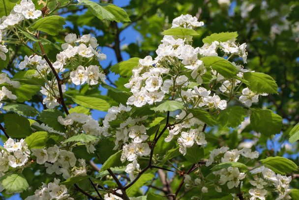 White hawthorn - Crataegus bush, quickthorn, thornapple, May-tree, whitethorn or hawberry in bloom - Photo, Image
