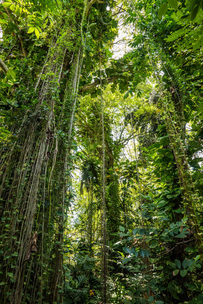 Lianes in the jungle forest in Sri Lanka. - Fotoğraf, Görsel