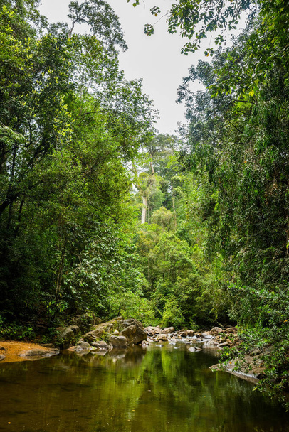 River in Sinharaja rainforest - Zdjęcie, obraz